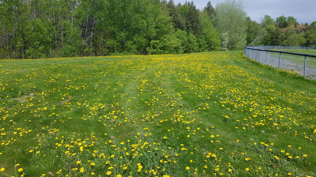 field of dandelions